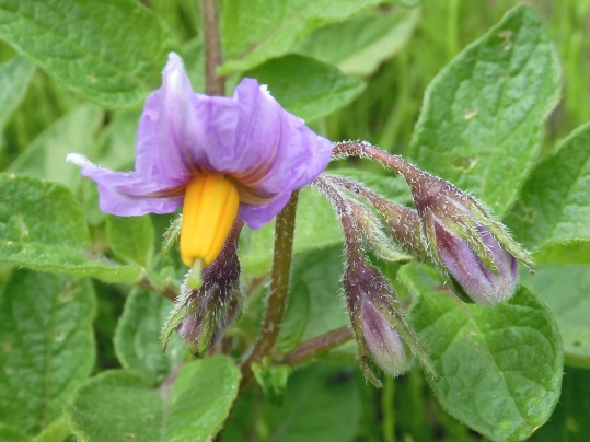 f:id:ushidama:20210511184459j:plain