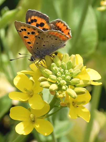 f:id:ushidama:20210511184549j:plain