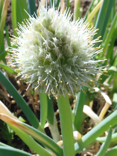 f:id:ushidama:20210511184635j:plain