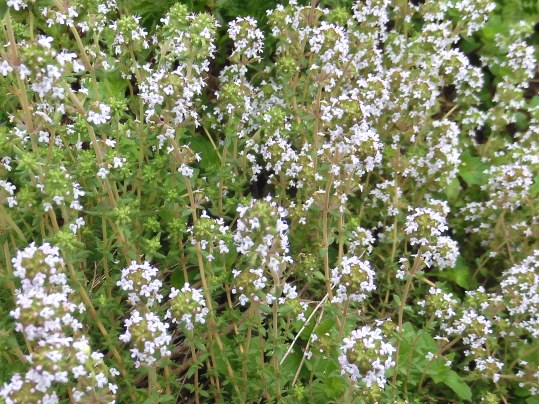 f:id:ushidama:20210511184748j:plain