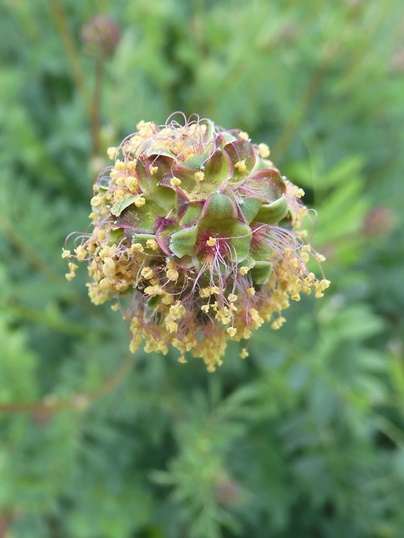 f:id:ushidama:20210511185023j:plain