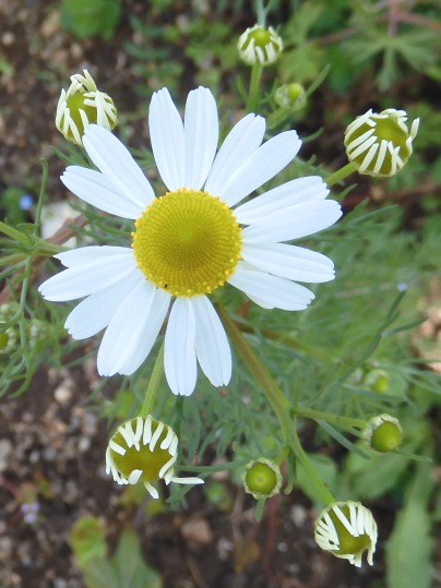 f:id:ushidama:20210511185138j:plain