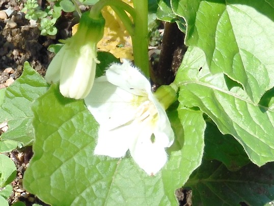 f:id:ushidama:20210511185231j:plain