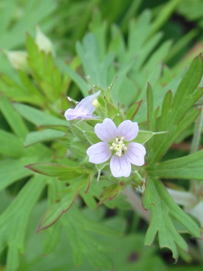 f:id:ushidama:20210511185533j:plain