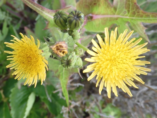 f:id:ushidama:20210511185613j:plain