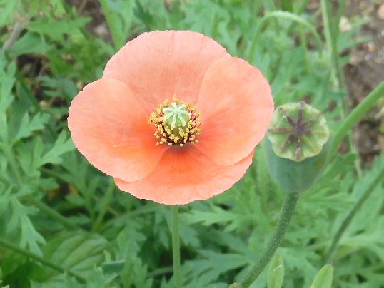 f:id:ushidama:20210511185824j:plain