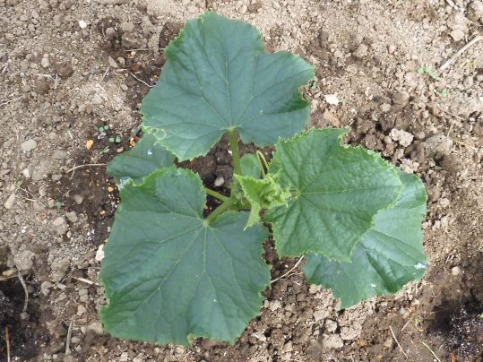 f:id:ushidama:20210516174417j:plain