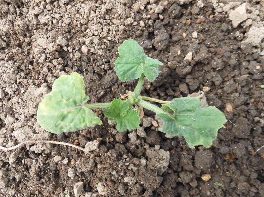 f:id:ushidama:20210516175056j:plain