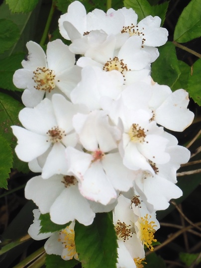 f:id:ushidama:20210528080925j:plain