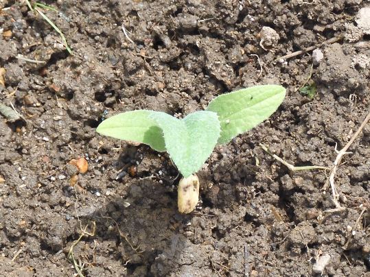 f:id:ushidama:20210613170620j:plain