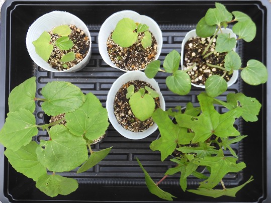 f:id:ushidama:20210613171553j:plain