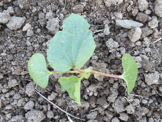 f:id:ushidama:20210613171729j:plain