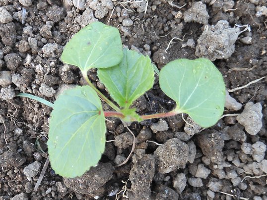 f:id:ushidama:20210613171755j:plain