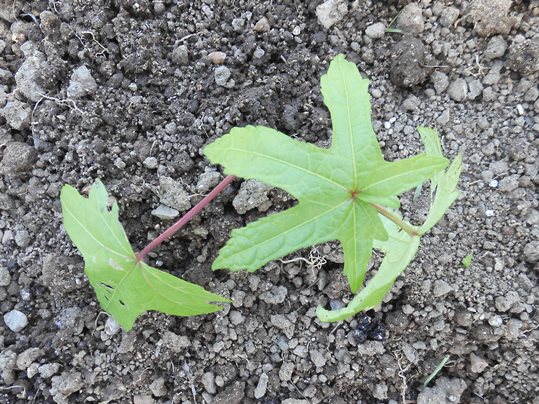 f:id:ushidama:20210613171835j:plain