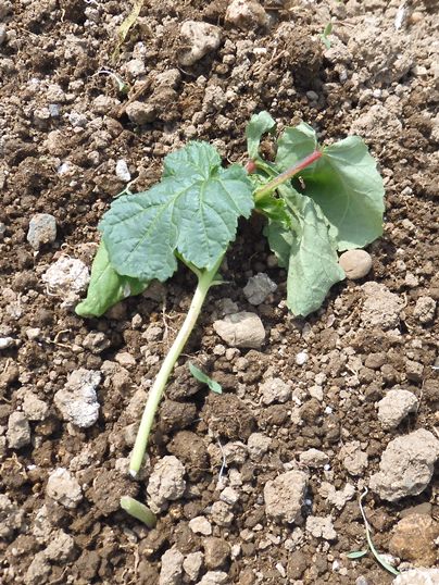 f:id:ushidama:20210613172020j:plain