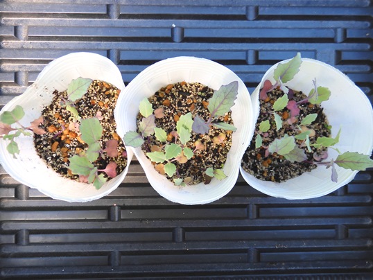 f:id:ushidama:20210613172648j:plain