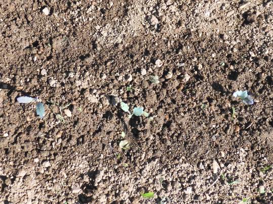 f:id:ushidama:20210613172743j:plain