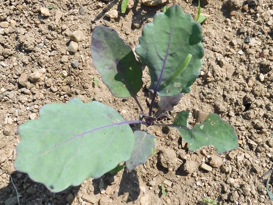 f:id:ushidama:20210613172838j:plain