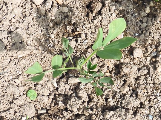 f:id:ushidama:20210613173310j:plain