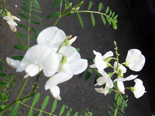 f:id:ushidama:20210622071512j:plain