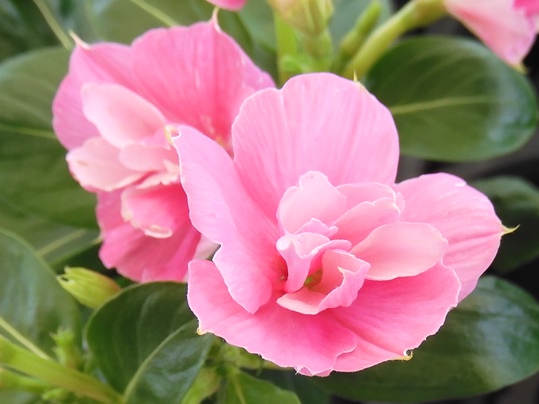 f:id:ushidama:20210623072825j:plain