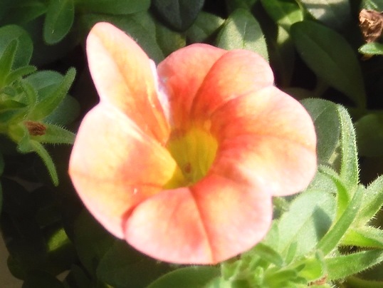 f:id:ushidama:20210705084344j:plain