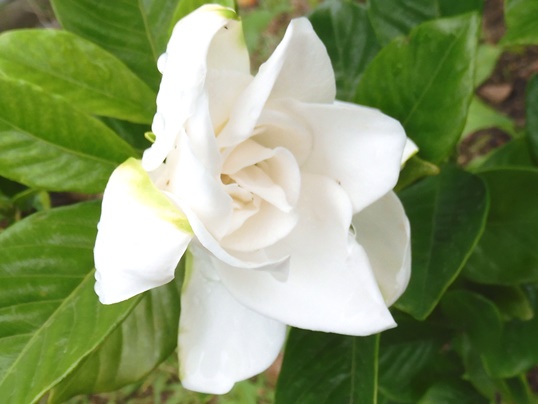 f:id:ushidama:20210707172237j:plain