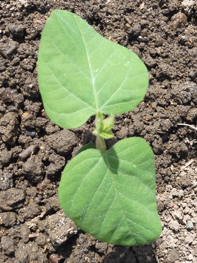 f:id:ushidama:20210710083138j:plain