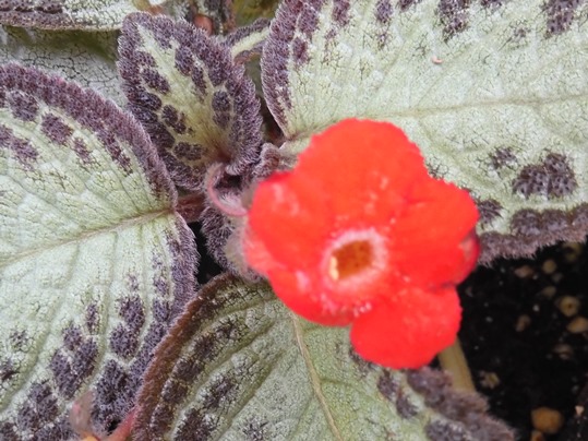 f:id:ushidama:20210711065233j:plain