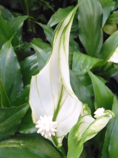 f:id:ushidama:20210711073618j:plain