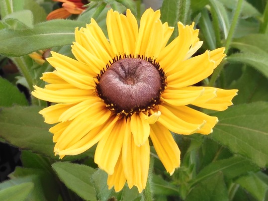 f:id:ushidama:20210717072836j:plain