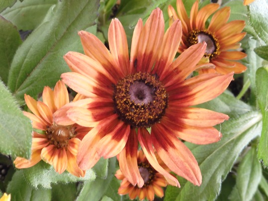 f:id:ushidama:20210717072857j:plain