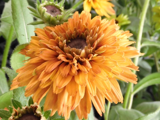 f:id:ushidama:20210717072930j:plain