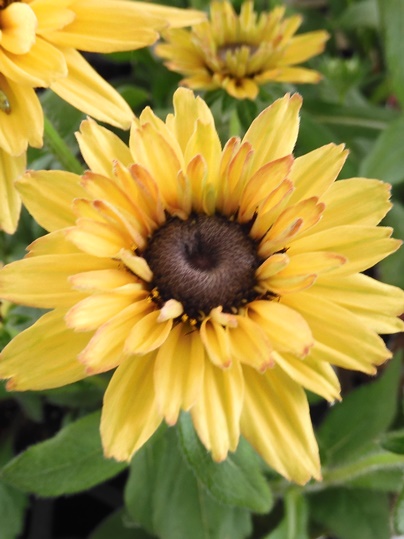 f:id:ushidama:20210717072953j:plain