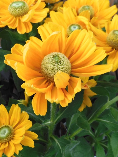 f:id:ushidama:20210717073413j:plain