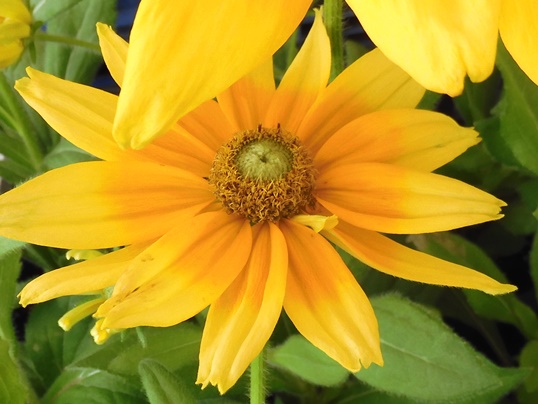 f:id:ushidama:20210717073932j:plain