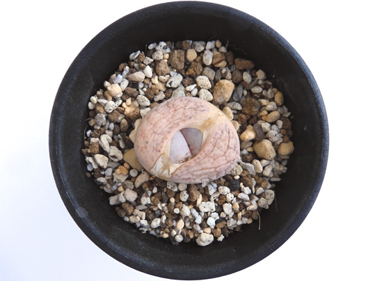 リトープス 曲玉 - Ushidama Farm