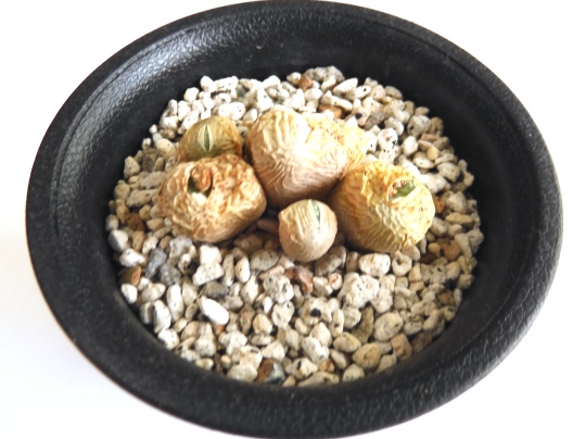 f:id:ushidama:20210729074712j:plain