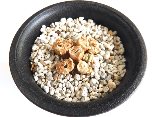 f:id:ushidama:20210729074811j:plain