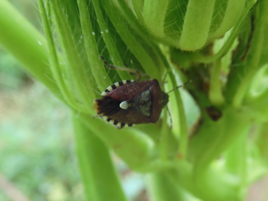 f:id:ushidama:20210819073535j:plain