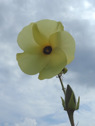 f:id:ushidama:20210821121321j:plain