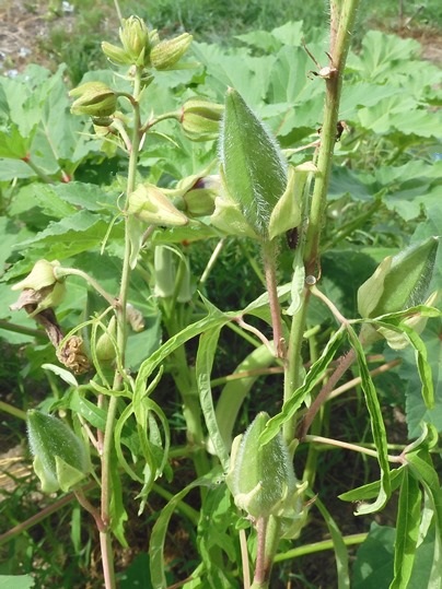 f:id:ushidama:20210821121356j:plain