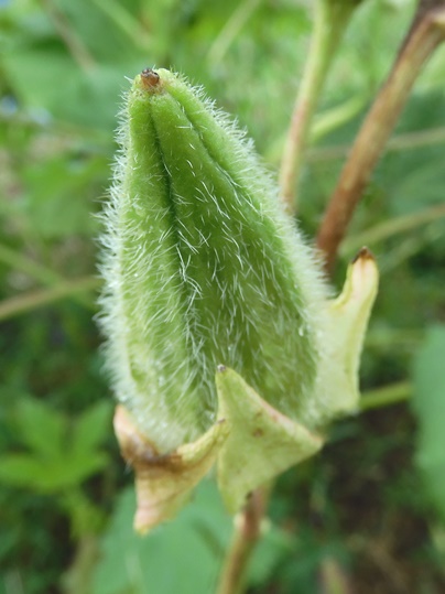 f:id:ushidama:20210821121435j:plain