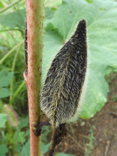 f:id:ushidama:20210821121509j:plain