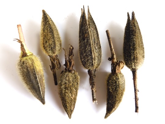 f:id:ushidama:20210821121544j:plain