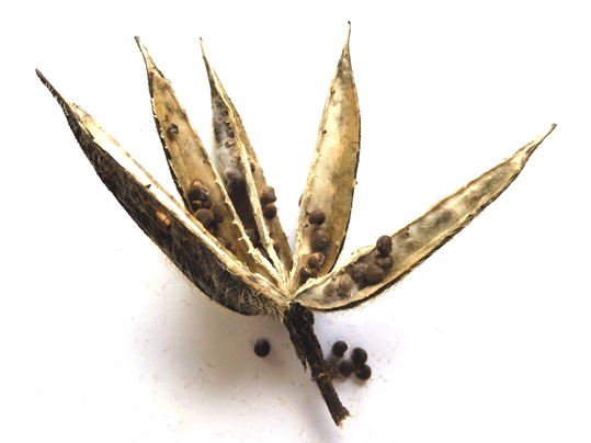 f:id:ushidama:20210821121633j:plain