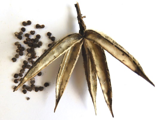 f:id:ushidama:20210821121719j:plain