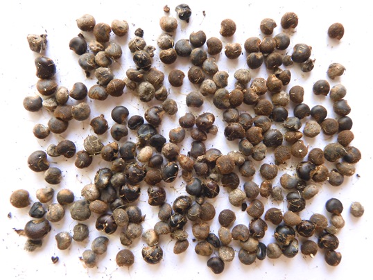 f:id:ushidama:20210821121920j:plain