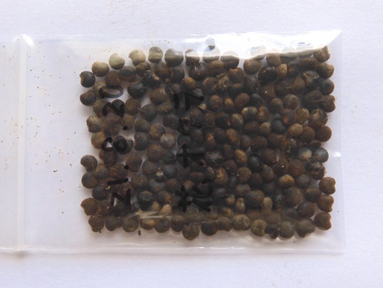 f:id:ushidama:20210821121955j:plain