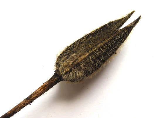 f:id:ushidama:20210821122127j:plain